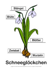 Schneeglöckchen-Bezeichnungen-Lösung.pdf